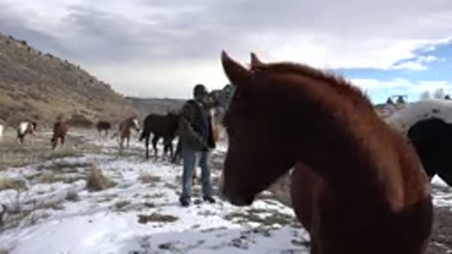 GOLDEN COLORADO-2015: Man Stands Near Many Horses One Horse Close To Camera Snow