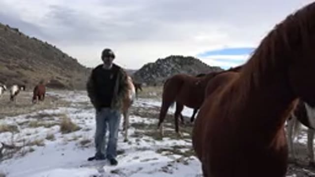 GOLDEN COLORADO-2015: Man Stood Among Wild Horses On A Cold Winter's Day
