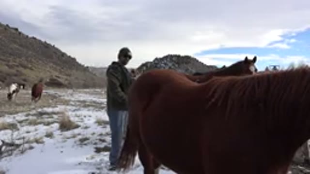 GOLDEN COLORADO-2015: Man Contemplates And Plays With The Magnificent Horses In