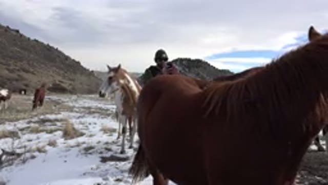 GOLDEN COLORADO-2015: Person Wearing Grey Hat Takes Picture Of Brown Horse On A