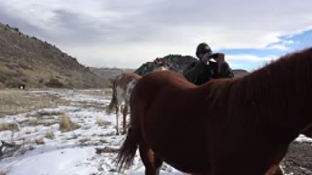 GOLDEN COLORADO-2015: Walking On A Snowy Mountain Side With Some Curious Horses