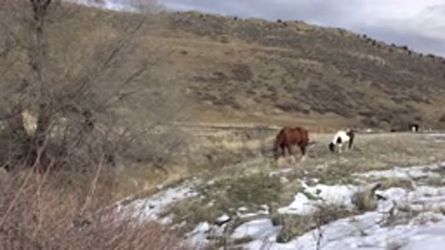 GOLDEN COLORADO-2015: Wild Hose in Nature Grazing in Cold with Mountain in