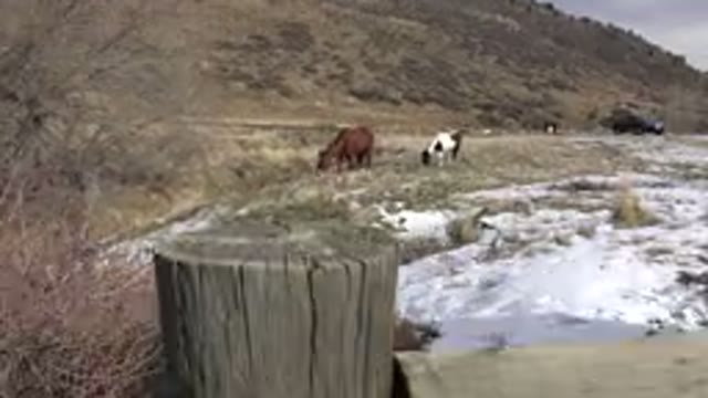 GOLDEN COLORADO-2015: Farmer Walks Towards The Farm Horses Near The Gate