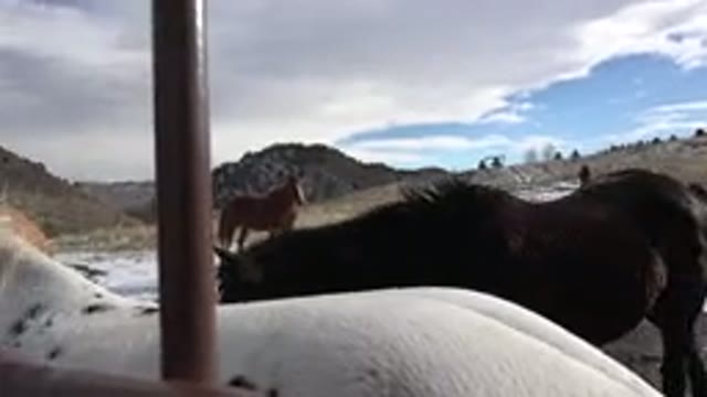 GOLDEN COLORADO-2015: Hilly Grass Field With Grazing Horses