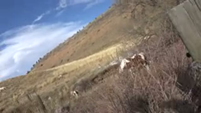 GOLDEN COLORADO-2015: A White Horse With Brown Spots Grazes in a Vast Field