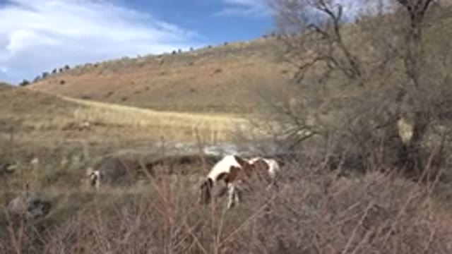 GOLDEN COLORADO-2015: Two Horses Grazing In The Field On Sunny Day