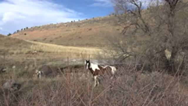 GOLDEN COLORADO-2015: Horse Roaming Free Range in Sunny Forest
