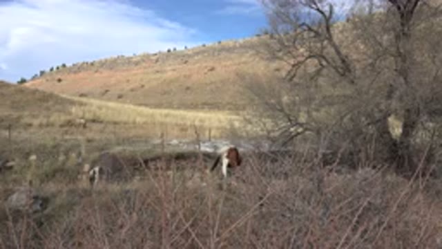 GOLDEN COLORADO-2015: Young Cow Roaming and Eating on Hillside Full of Dried Bushes