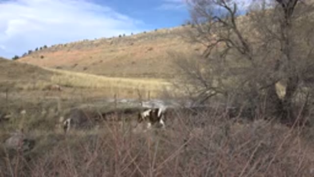 GOLDEN COLORADO-2015: Two Brown And White Horses Walking Through Vegetation In