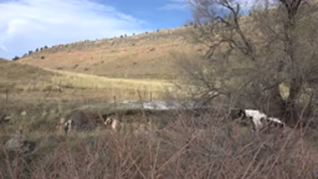GOLDEN COLORADO-2015: Countryside With Horse Walking Into Frame From Behind A Bush