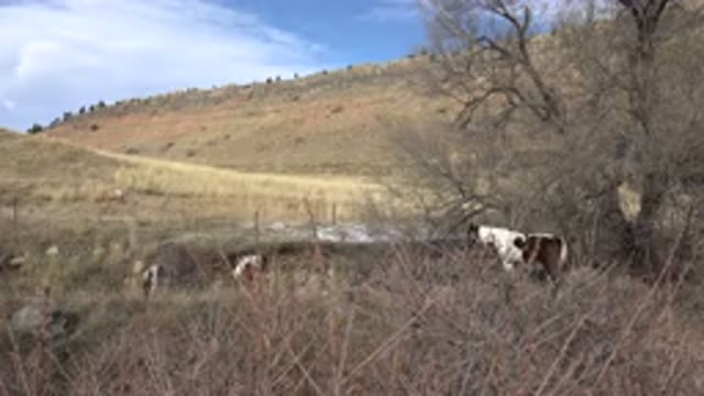 GOLDEN COLORADO-2015: On A Hot Day The Animals Are Looking Aside In The