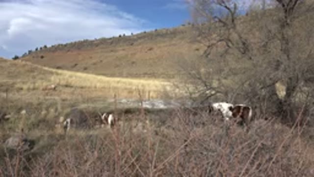 GOLDEN COLORADO-2015: Horses Grazing On A Plain On A Sunny Day