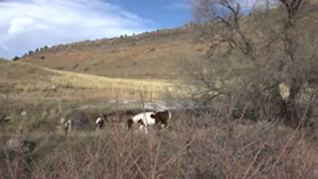 GOLDEN COLORADO-2015: Brown And White Horse Walks In Tan Field On A Clear Day