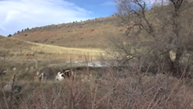 GOLDEN COLORADO-2015: Film Of A Cow And Group Of Horses Standing In The Snow