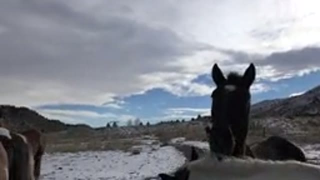 GOLDEN COLORADO-2015: Horses Grazing on a Ranch with Mountain Views