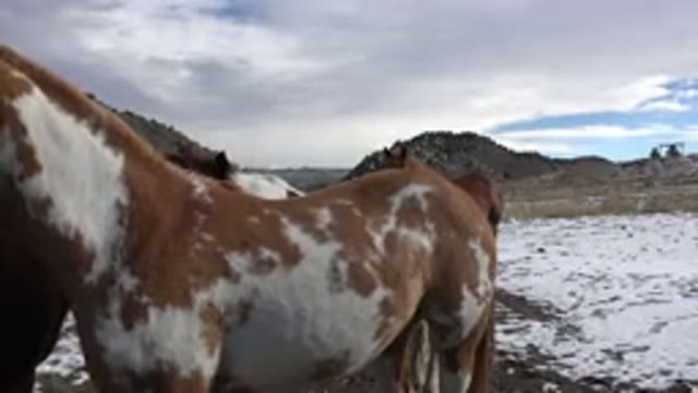 GOLDEN COLORADO-2015: Horses In The Middle Of Nature In Cold Landscape With Ice