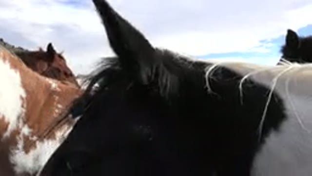 GOLDEN COLORADO-2015: A Black Horse Raising Its Head With A Brown Horse In The