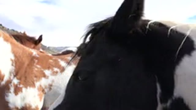 GOLDEN COLORADO-2015: Horses In The Wild Huddled Together For Protection