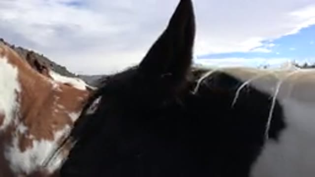 GOLDEN COLORADO-2015: Cow In A Field Standing In Front Of The Camera