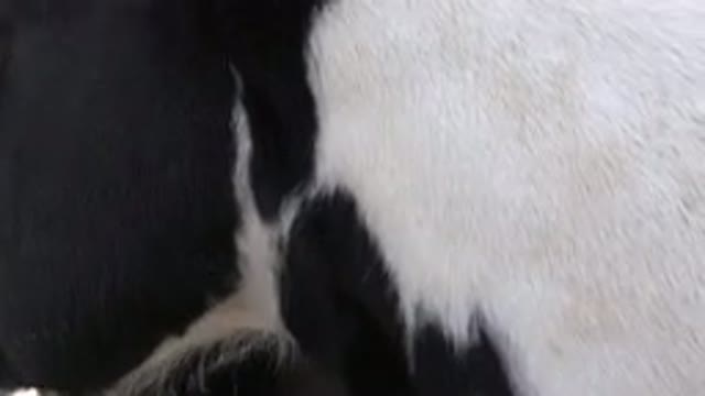 GOLDEN COLORADO-2015: A Cow Feeding On The Farm With White And Black Markings