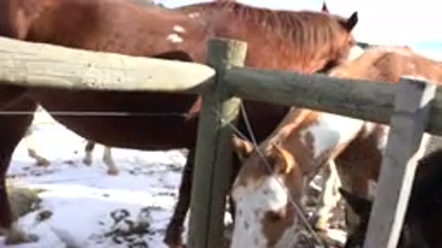 GOLDEN COLORADO-2015: Three Amazing Horses Inside Their Cage
