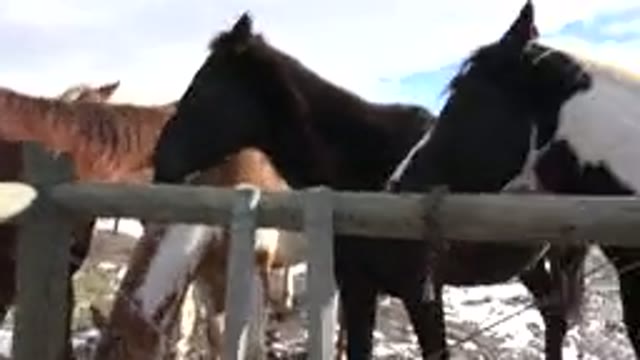 GOLDEN COLORADO-2015: Horses Standing In A Snow-Dusted Field With Dog Near Wooden Fence