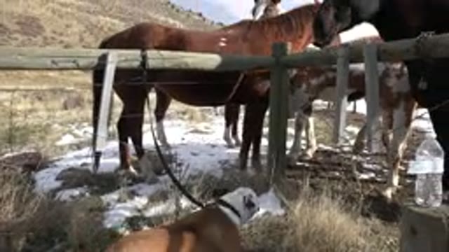 GOLDEN COLORADO-2015: Brown And White Dog Barks At Brown Horse On A Sunny Day