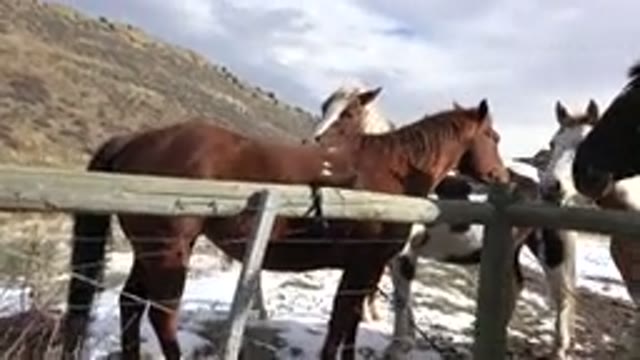 GOLDEN COLORADO-2015: Horses In A Stable Fenced In A Snowy Area In The Noon Of