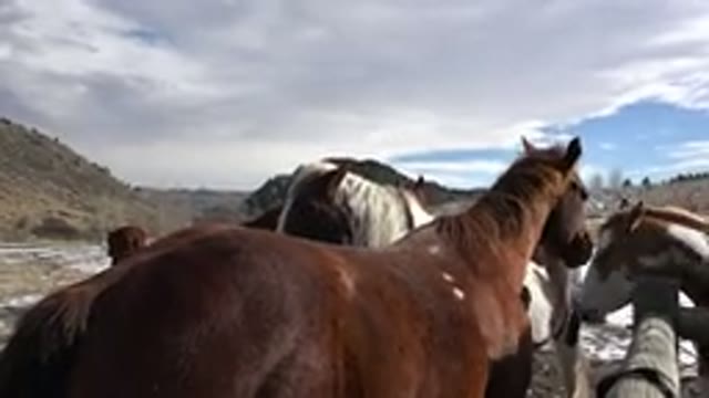 GOLDEN COLORADO-2015: Horses Meet Over Wooden Fence in Snowy Landscape