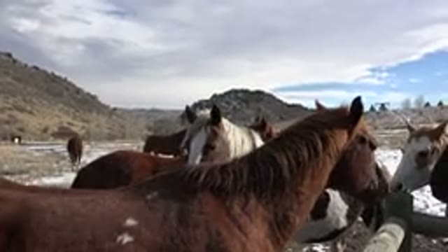 GOLDEN COLORADO-2015: Horses In Pen In Mountains During Winter