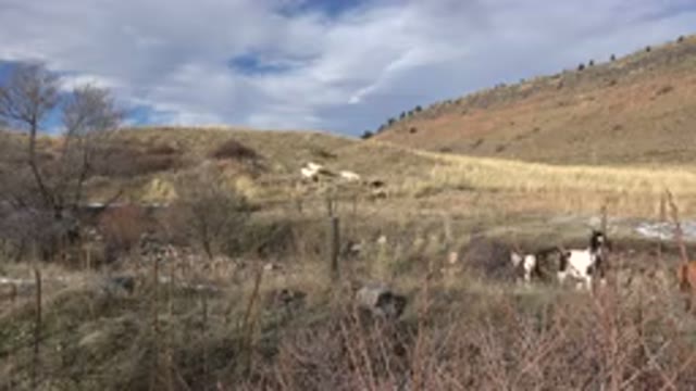 GOLDEN COLORADO-2015: Beautiful Horses Running At Far
