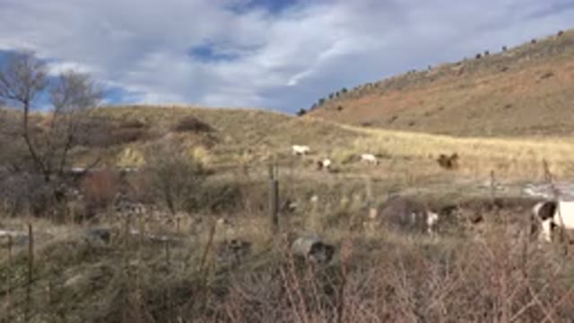 GOLDEN COLORADO-2015: Animals Grazing Over A Large Expanse Of Land And Hills