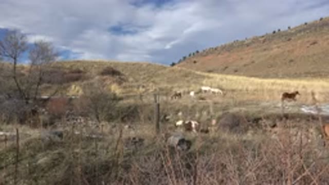 GOLDEN COLORADO-2015: Amazing Cows In A Field
