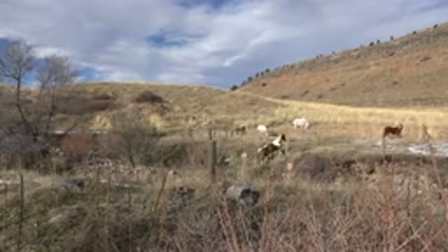 GOLDEN COLORADO-2015: Animals Grazing In Hillside Nature