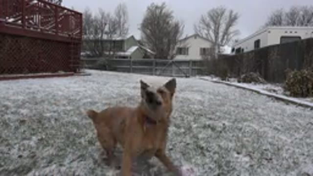 WESTMINSTER COLORADO-2015: Dog In A Yard With Grass Playing With Toys
