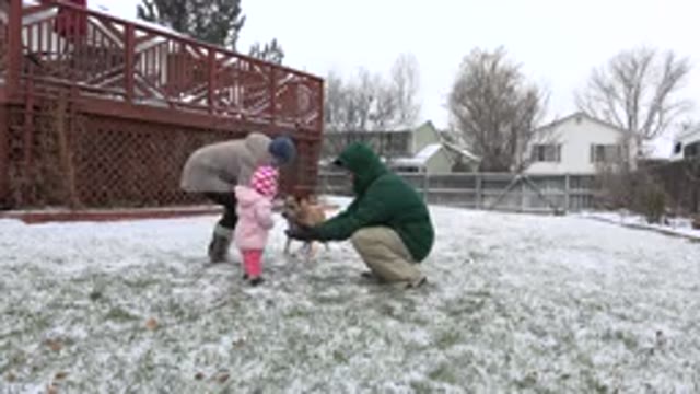 WESTMINSTER COLORADO-2015: Father Playing With Kids In Snowy Winter, Dog Catching Food