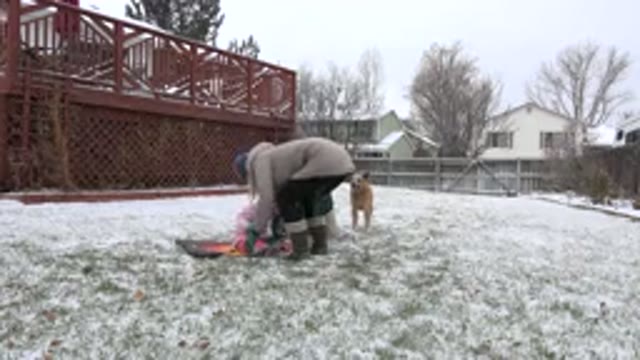 WESTMINSTER COLORADO-2015: Dog Watches As Mom Puts Baby On Sled While Its Snowing