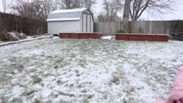 WESTMINSTER COLORADO-2015: A Winters Snowy Day In A Fenced In Backyard With A