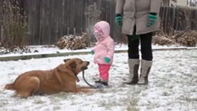 WESTMINSTER COLORADO-2015: Tan Colored Medium Sized Dog Chews On Rope Toy In Snow
