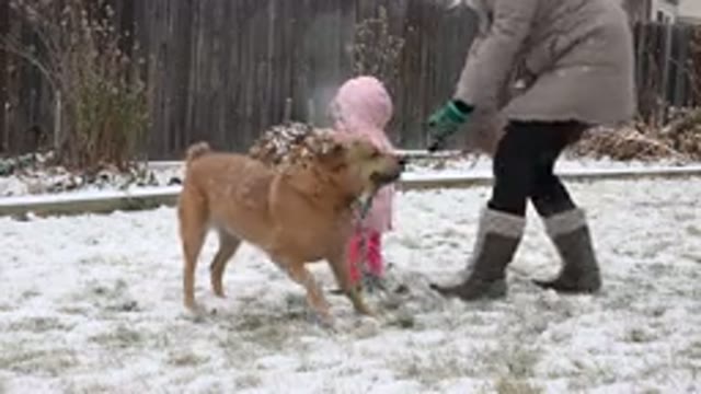 WESTMINSTER COLORADO-2015: A Big Brown Dog Is Excited And Runs Around In The