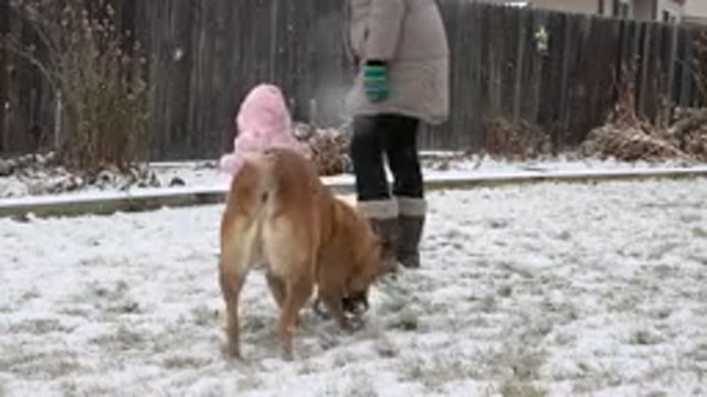 WESTMINSTER COLORADO-2015: Brown Dog Drops Grey Object Near Toddler Wearing Pink