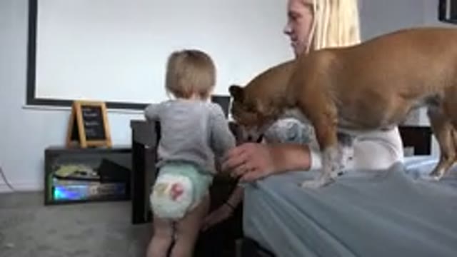 WESTMINSTER COLORADO-2015: Mom Getting Attention Of Both Dog And Baby In Bedroom