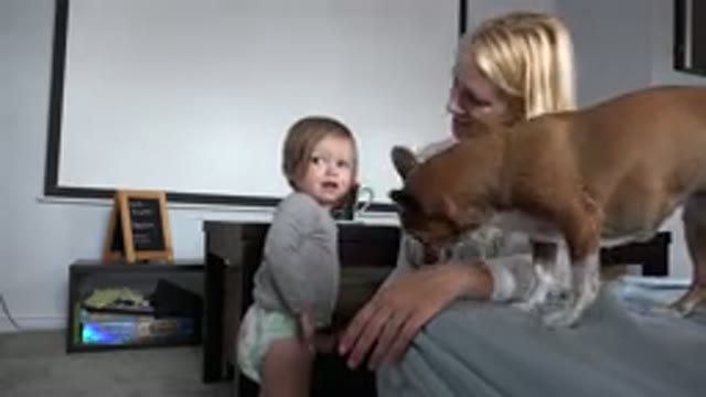 WESTMINSTER COLORADO-2015: Dog Licking Mom's Hand as Toddler Watches