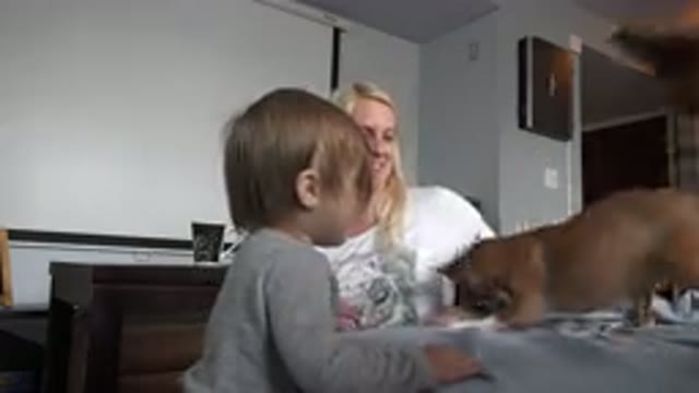 WESTMINSTER COLORADO-2015: Mother Sitting With Child as Puppies Approach