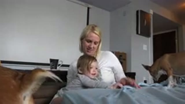 WESTMINSTER COLORADO-2015: Vying For Attention Staring An Infant Two Dogs And A