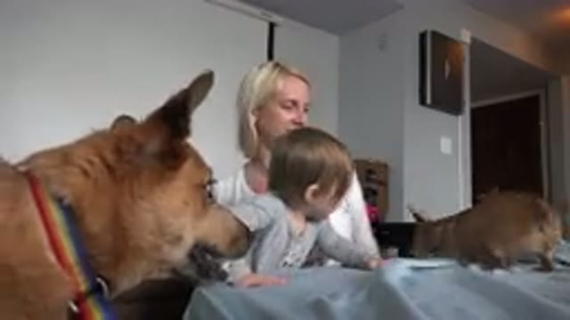 WESTMINSTER COLORADO-2015: Family Time Including People And Fur Family
