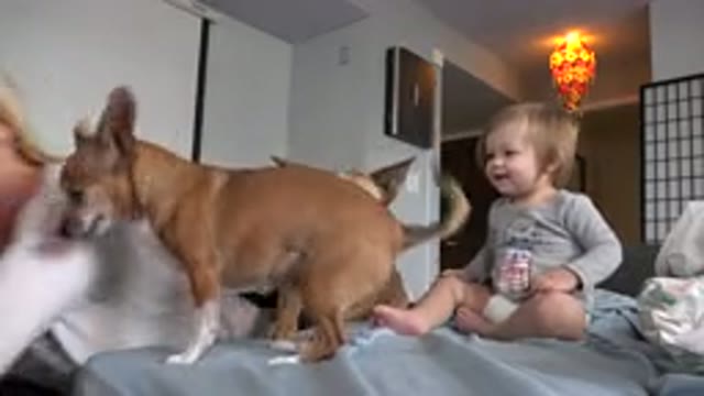 WESTMINSTER COLORADO-2015: Blonde Mom Babysits Baby and Two Small Dogs