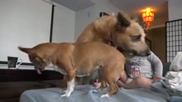 WESTMINSTER COLORADO-2015: Dogs Getting On Sofa And Playing With Baby Mother