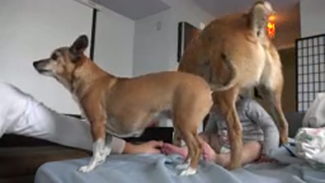 WESTMINSTER COLORADO-2015: Dogs Playing With Child On Bed In Family Home