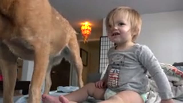 WESTMINSTER COLORADO-2015: A Child With Blonde Hair Reacts To The Camera As A Dog Jumps On Bed